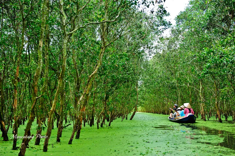 "Ngẩn ngơ" trước vẻ đẹp xanh ngắt một màu của Rừng Tràm Trà Sư An Giang