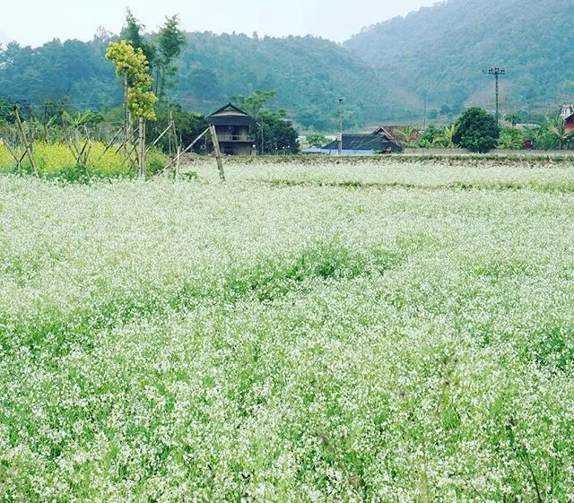 Ngóng trông những mùa hoa khoe sắc dịp cuối năm