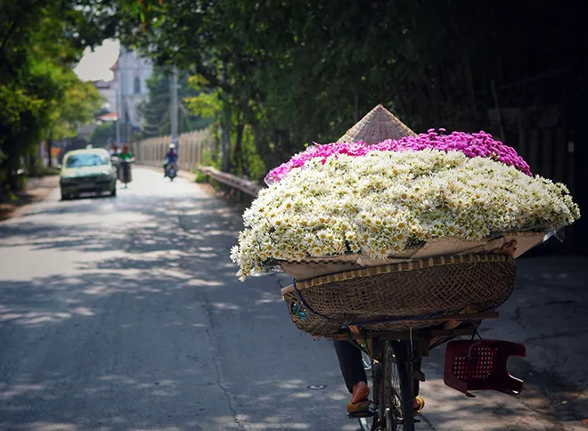 Những địa điểm chụp ảnh cúc hoạ mi đẹp tinh khôi không thể bỏ lỡ ở Hà Nội