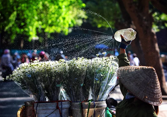 Những địa điểm chụp ảnh cúc hoạ mi đẹp tinh khôi không thể bỏ lỡ ở Hà Nội