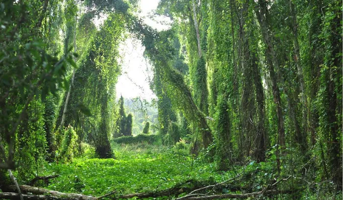 Tham quan khu du lịch Láng Sen Long An