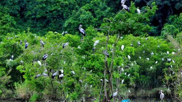 Tham quan vườn cò Tân Long Sóc Trăng