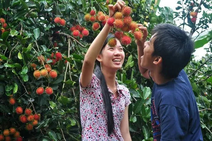 Thẳng tiến miệt vườn chôm chôm Bến Tre ăn không giới hạn chỉ 40k