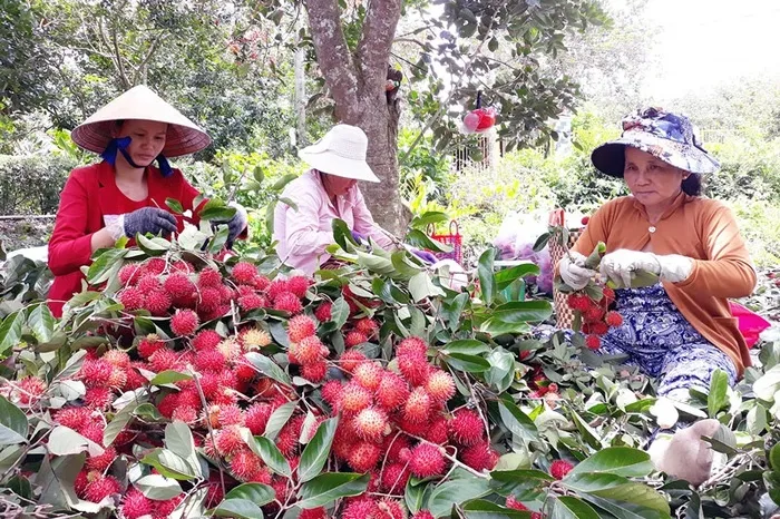 Thẳng tiến miệt vườn chôm chôm Bến Tre ăn không giới hạn chỉ 40k