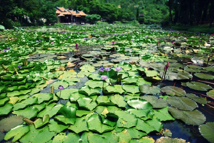 TOP ​24 địa điểm du lịch đẹp ở Huế ai cũng hiếu kỳ muốn đến
