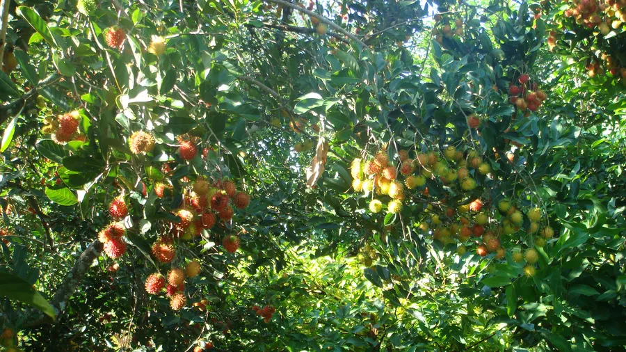 Trải nghiệm homestay và dạo vườn trái cây ở cù lao An Bình