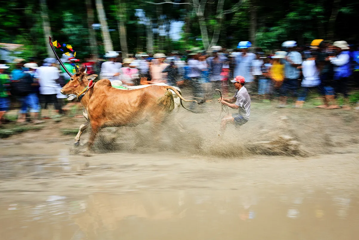 Tưng bừng lễ hội đua bò Bảy Núi sôi động ở An Giang