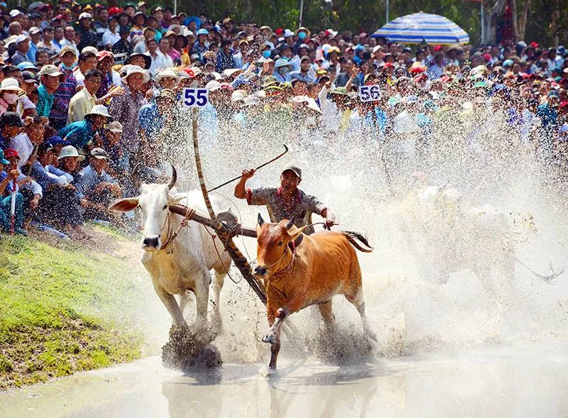 Tưng bừng lễ hội đua bò Bảy Núi sôi động ở An Giang