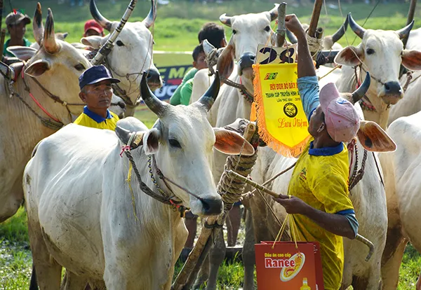 Tưng bừng lễ hội đua bò Bảy Núi sôi động ở An Giang