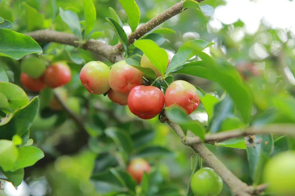 "Vui hết mình - xỏa cực đã" ở Khu du lịch sinh thái Phú An Khang Bến Tre