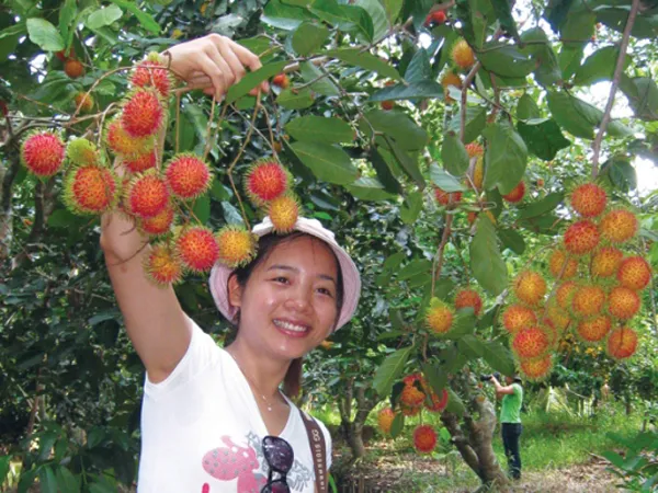 Vườn cây ăn trái Cái Mơn - Chợ Lách, điểm đến du lịch sinh thái ở miền Tây