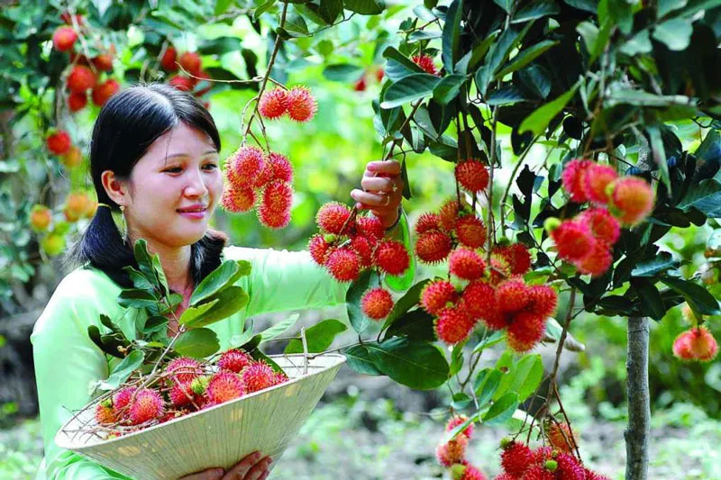 “Xuyến xao” với vườn trái cây Mỹ Khánh đẹp nao lòng ở Cần Thơ